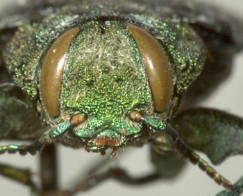 Media type: image;   Entomology 2696 Aspect: head frontal view